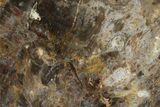 Colorful, Agate Replaced Petrified Wood Slab - Texas #236528-1